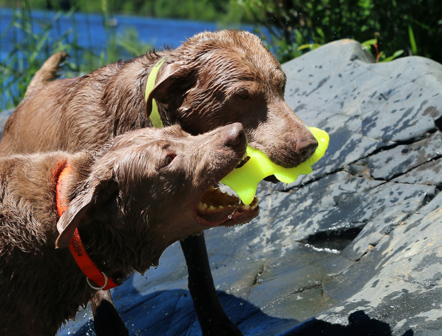 Ruff-Dawg-Flying-Fish-dog3